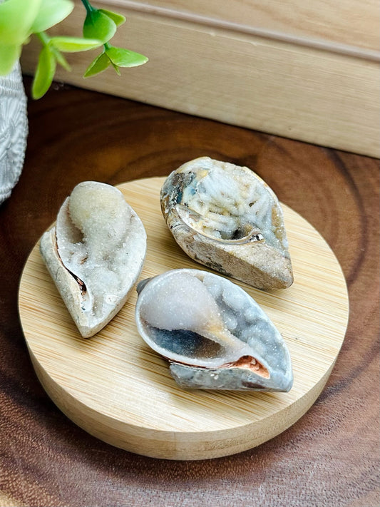 Druzy Fossil Shells
