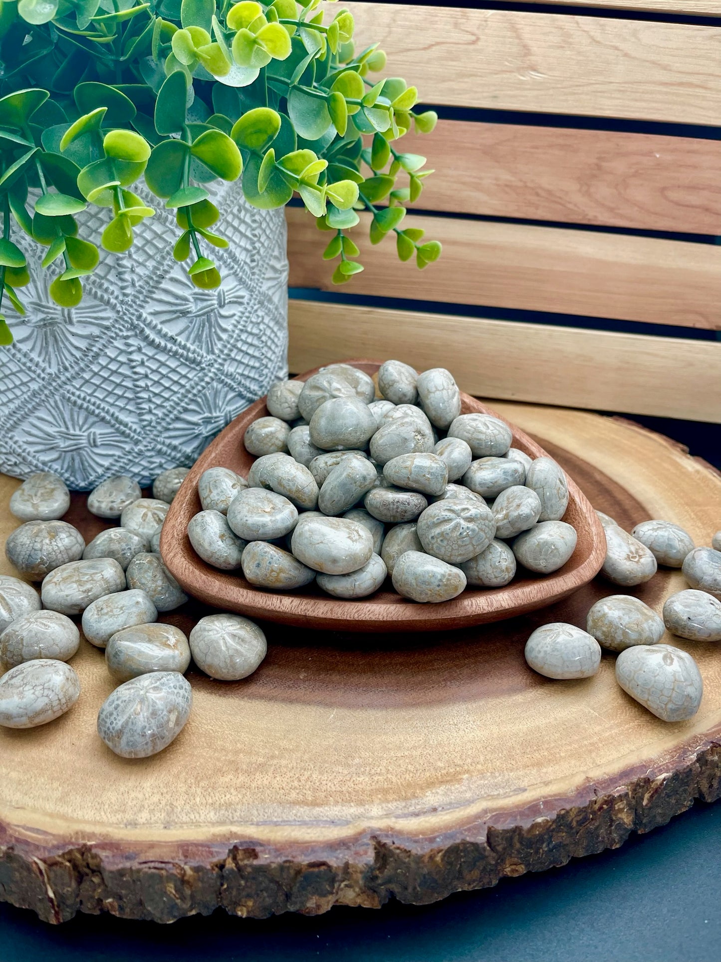 Fossilized Sea Urchin Tumbles