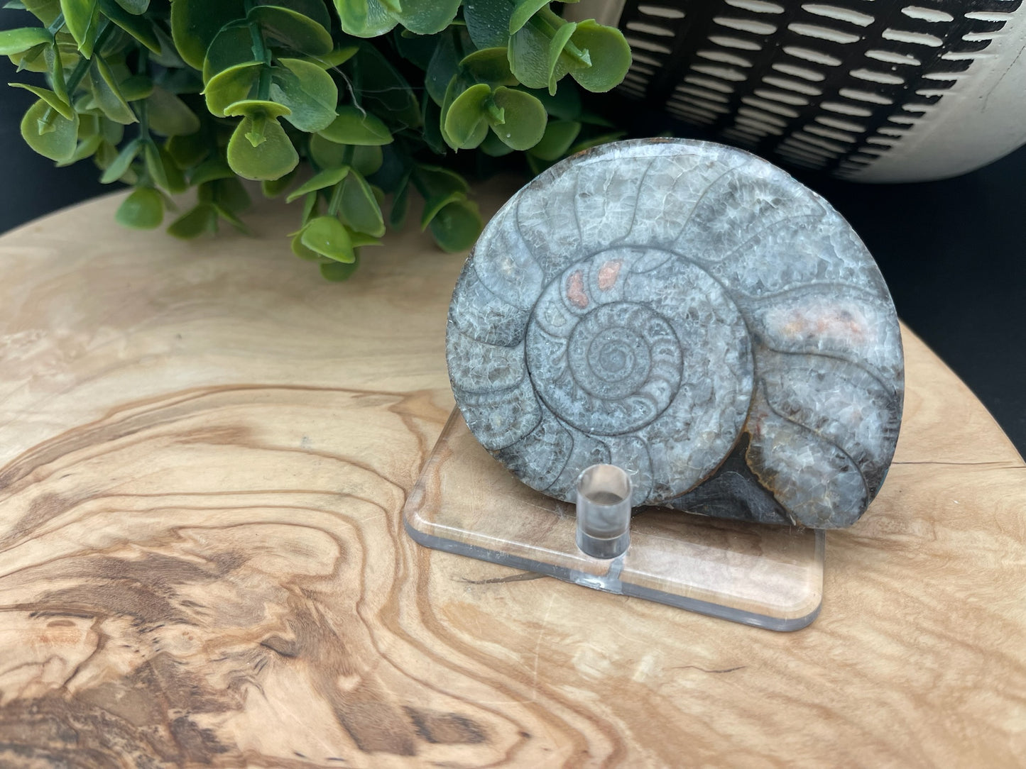 Ammonite Slices
