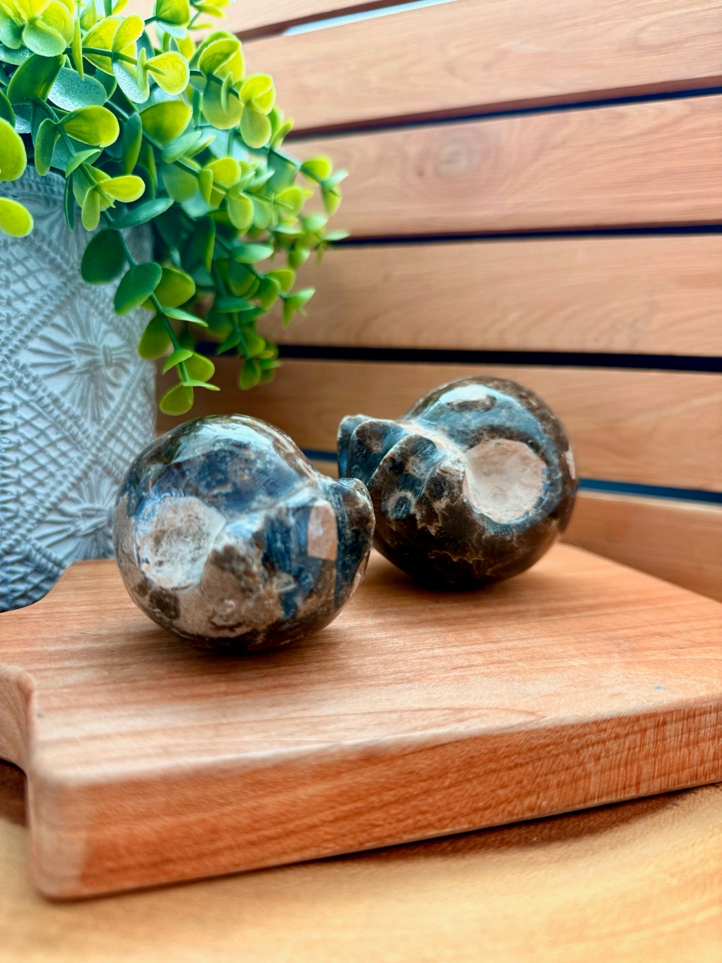 Ammonites with Carved Ends