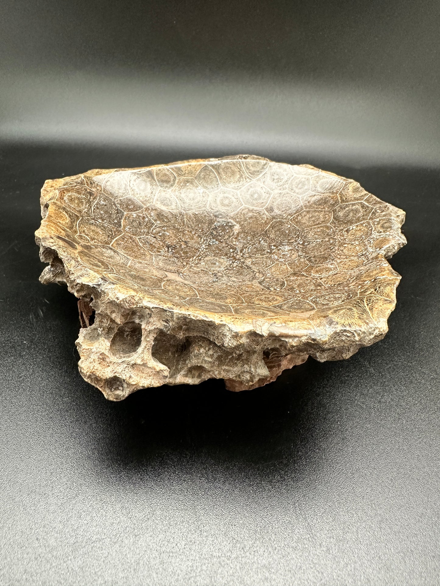 Fossil bowl