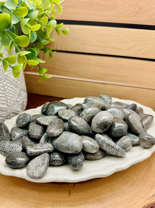 Bryozoan Fossil Tumbles