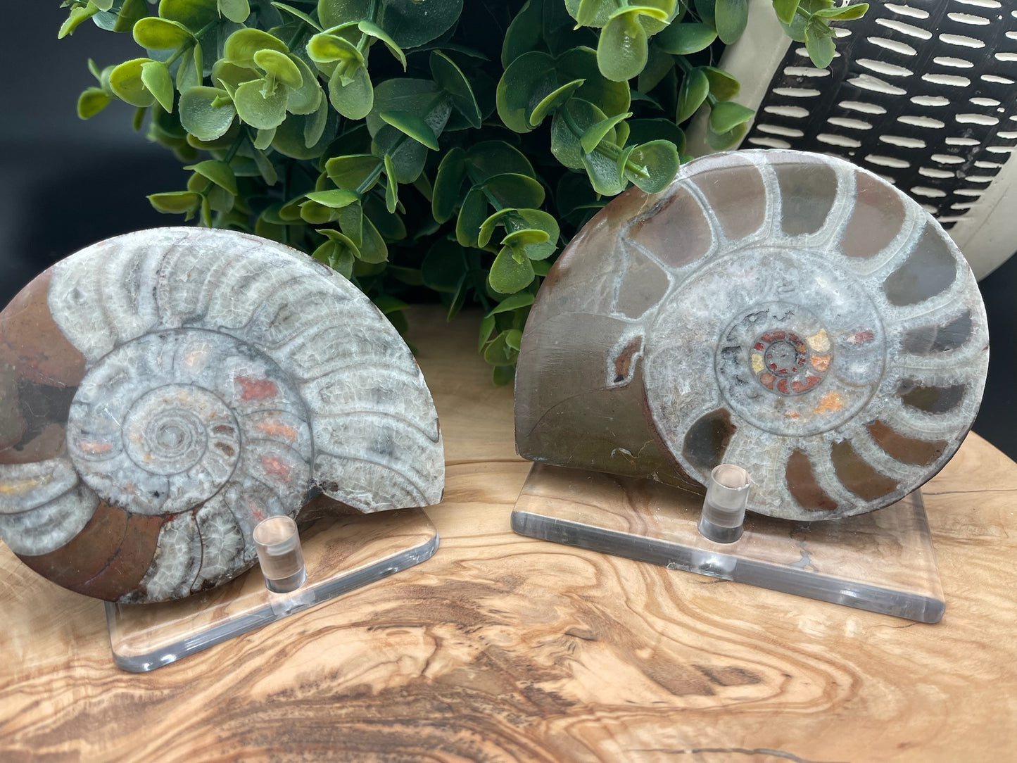 Ammonite Slices