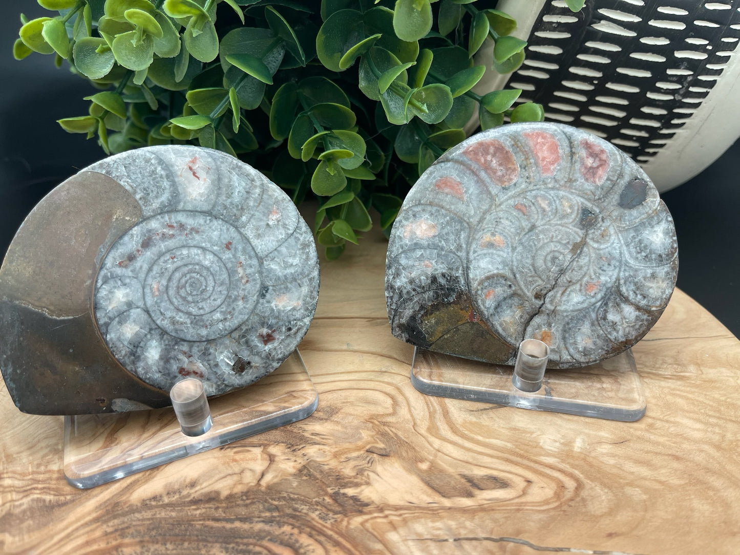 Ammonite Slices