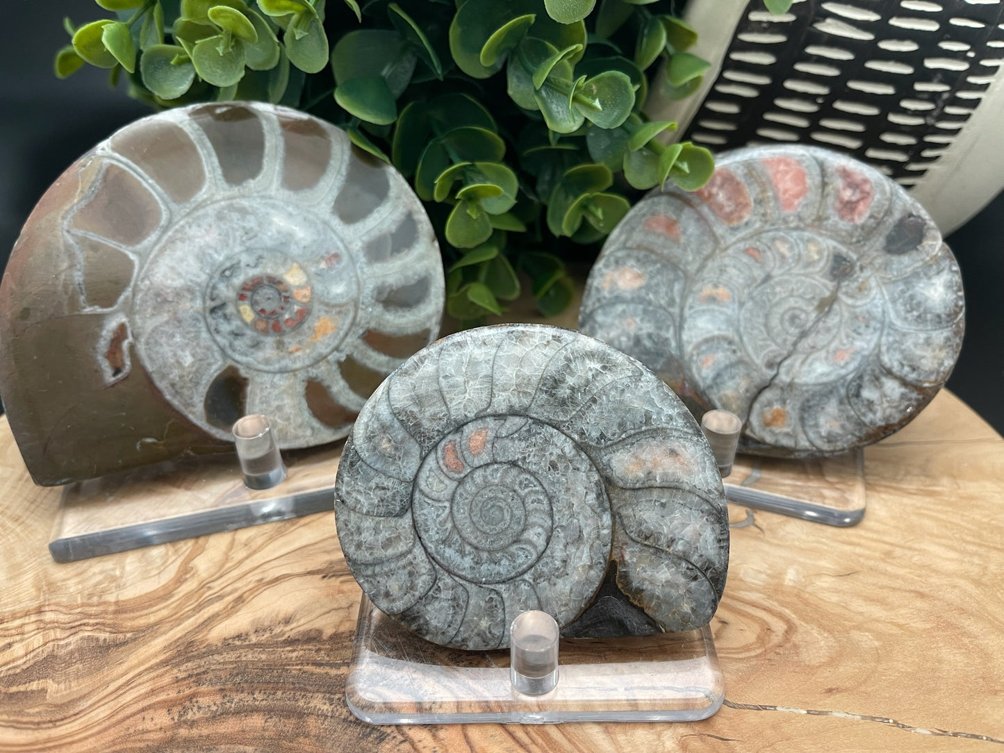 Ammonite Slices