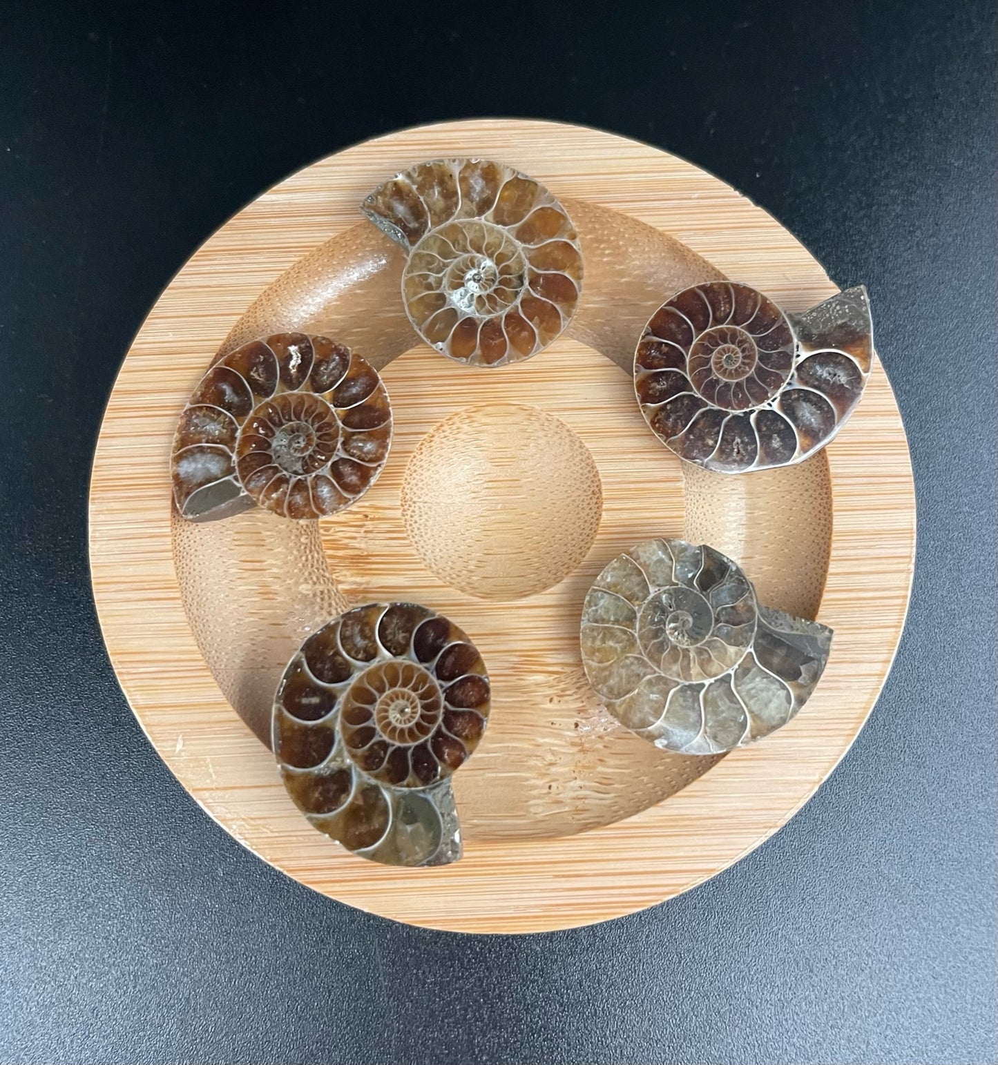 Small Polished Ammonite