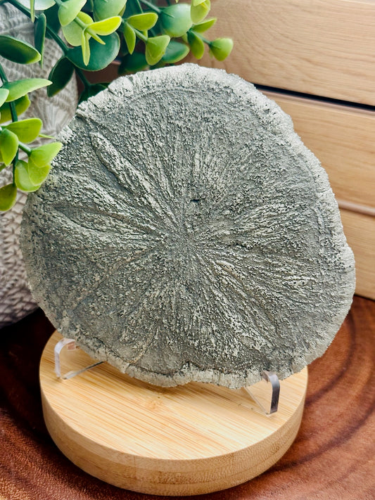 Pyrite Sun Dollars