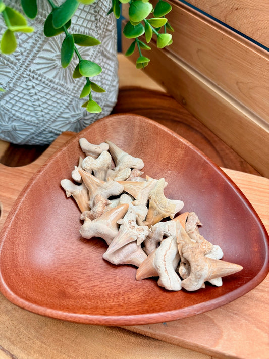 Fossilized Shark Teeth