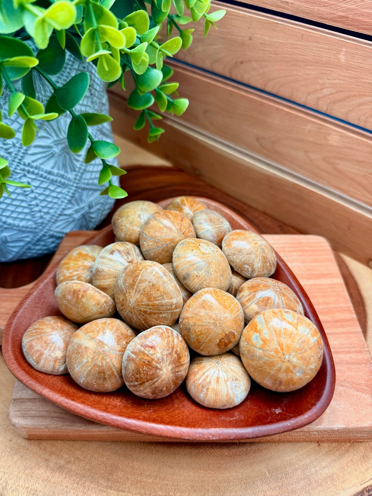 Fossilized Sand Dollars