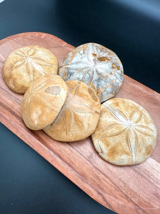 Fossilized Sand Dollars